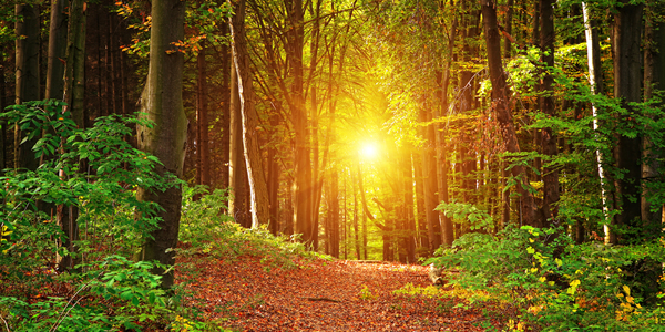 Sunny Forest / Shutterstock.com