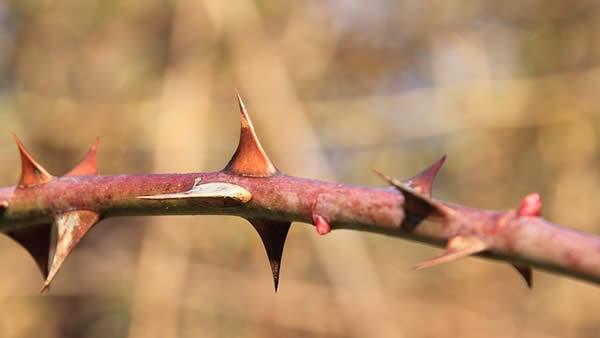 thorns