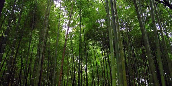 a grove of green bamboo