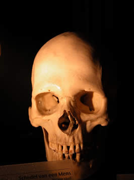 a human skull 