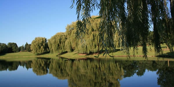 a willow tree and its reflection in a small lake or pond