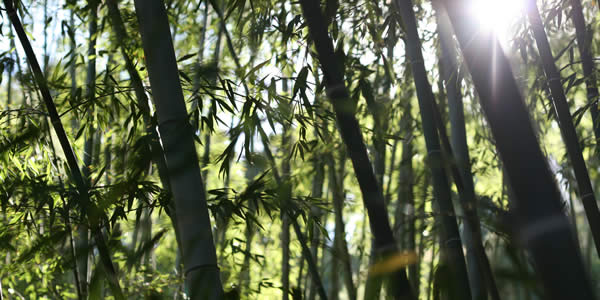 a grove of bamboo