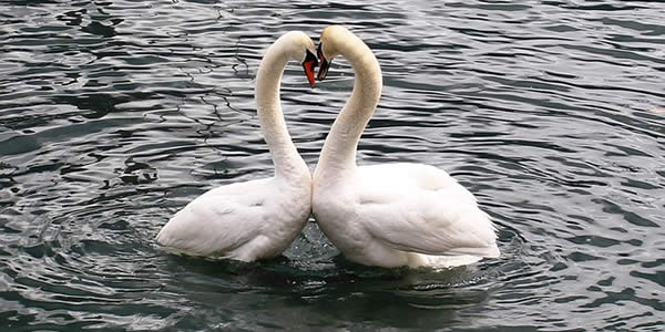 two swans facing each other and appearing to make a heart with their heads and necks