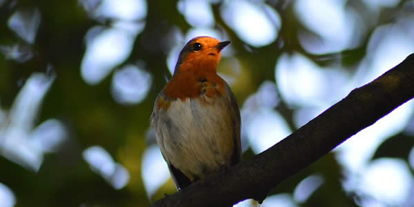 a female robin perched on a branch