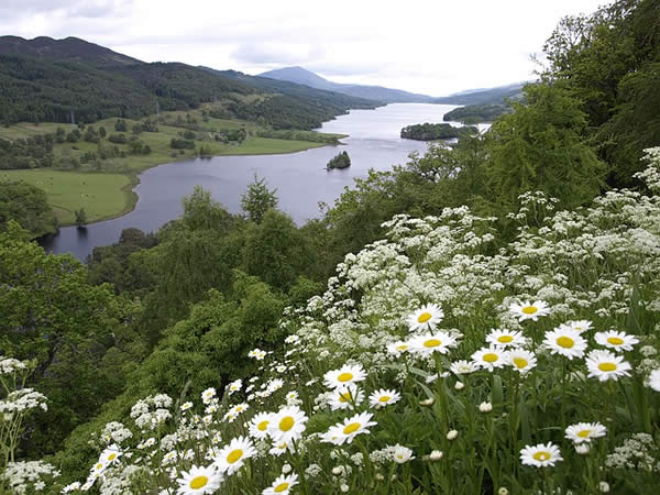 a photograph with daisies in the forground and a lake, Loch Tummel, Scotland, in the background