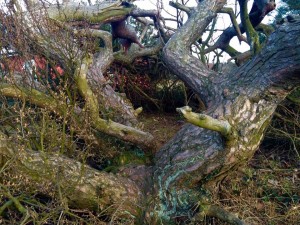 gnarled tree roots