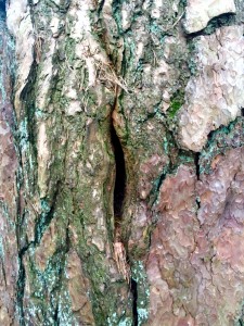 tree bark