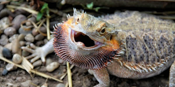 a bearded dragon defends its perch