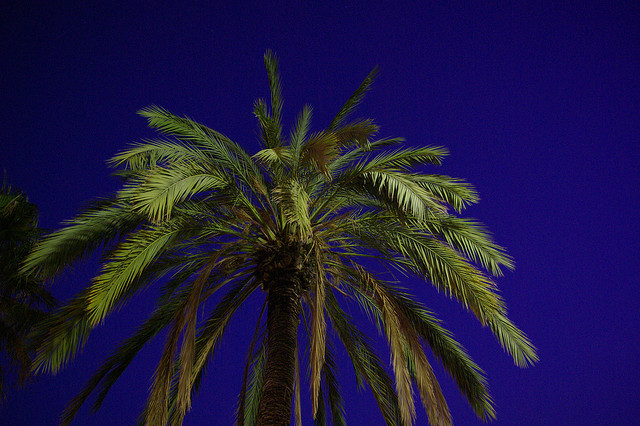 credit Josep Ma. Rosell (CC BY 2.0)