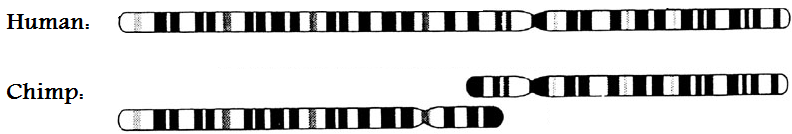 human_chimp_chromosomes