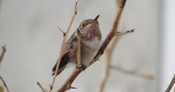 Fledgling hummingbird