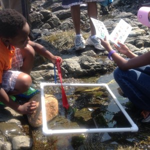 The Rocky Shores Field Exploration