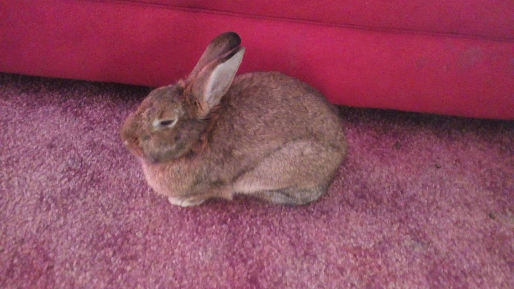 Small brown rabbit on pink carpet