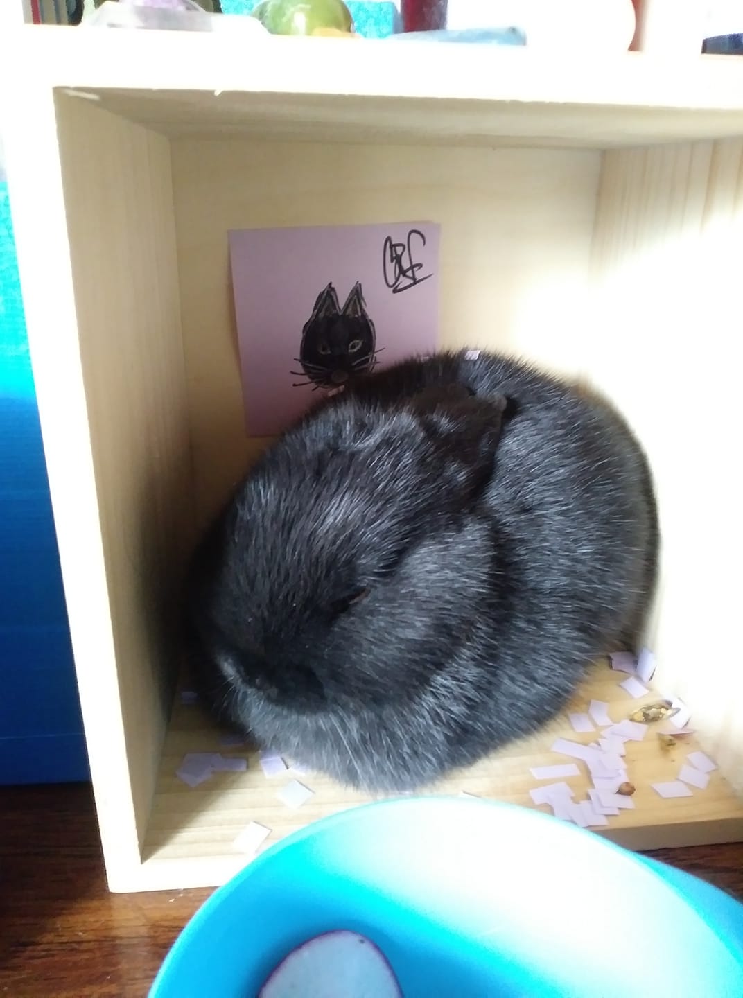 Black baby bunny in a small wooden box