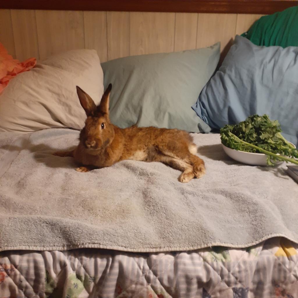 Brown rabbit stretched out, lounging on a bed.