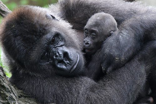 Cincinnati Zoo