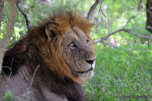 photo credit: Arno Meintjes Wildlife DSC_1030 via photopin (license)