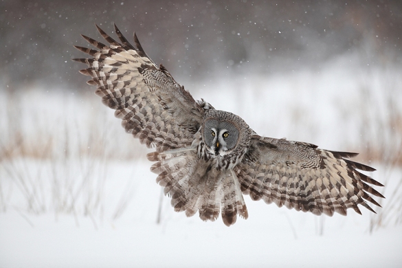 The Ural Owls of Sven Začek | Joseph Susanka
