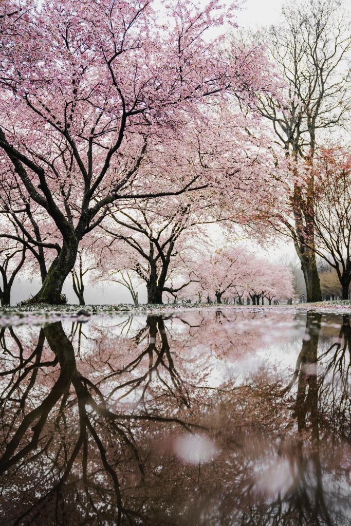 Cherry Blossom spaning over a pond.