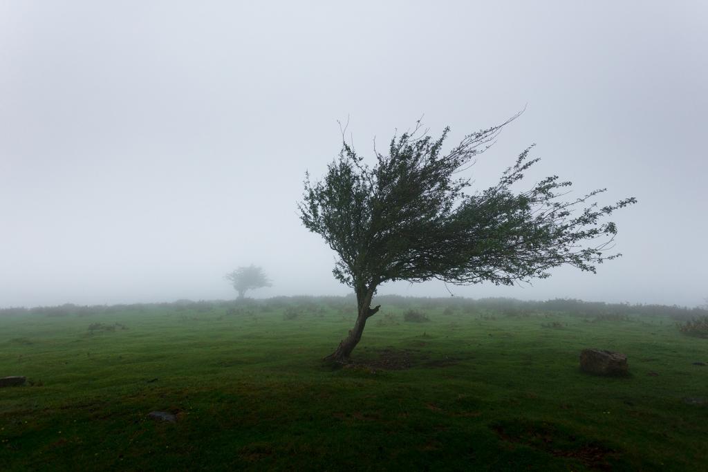 A tree tattered by the wind and the fog