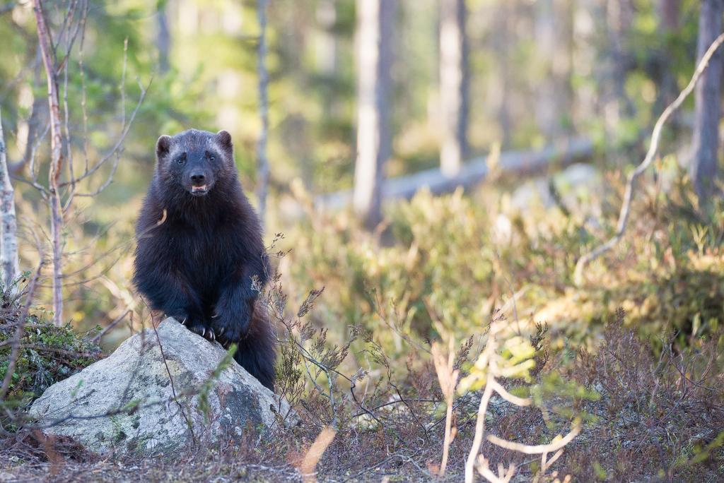 Wolverine in wilderness