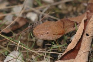 copperhead snake in grass