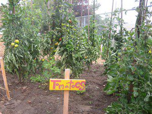 urban garden, food, faith, reconciliation with land