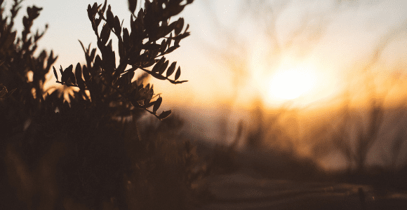 picture of sun coming up in the distance with branch in forefront
