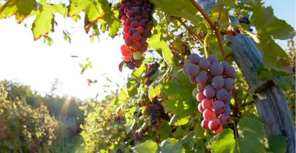 grapevines
