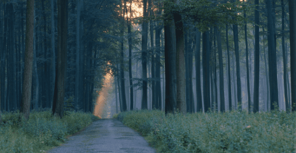 wooded pathway to illustrate a pathway toward societal justice