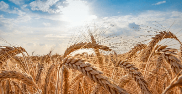 wheat against blue sky