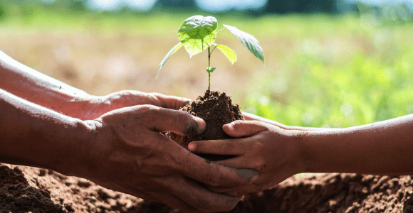 small plant being exchanged in hands