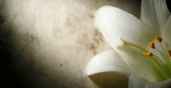 easter lily