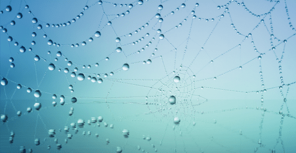 spider web