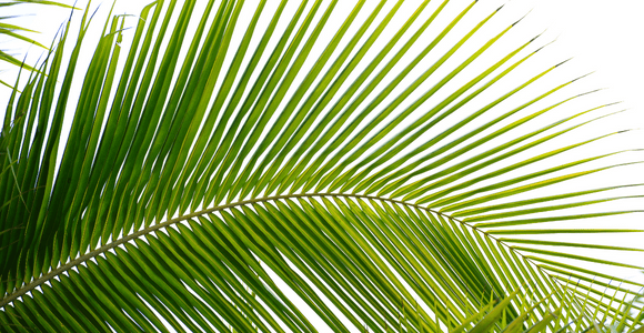 palm sunday