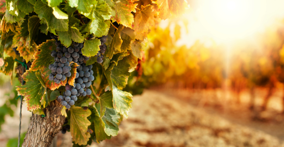 Unheeded Calls for Justice in the Parable of the Vineyard