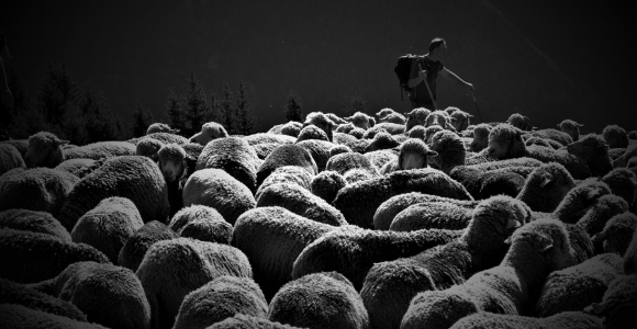 Shepherds
