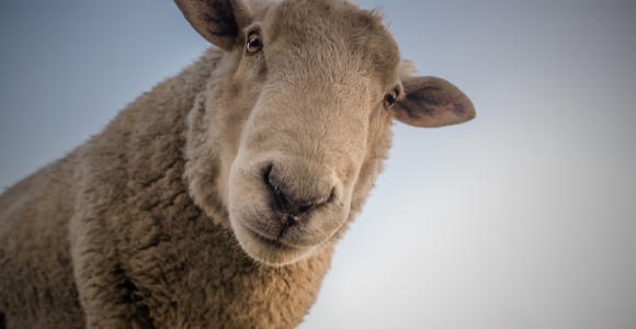 The Lost Sheep