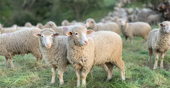 Sheep without a Shepherd and the Politics of Compassion