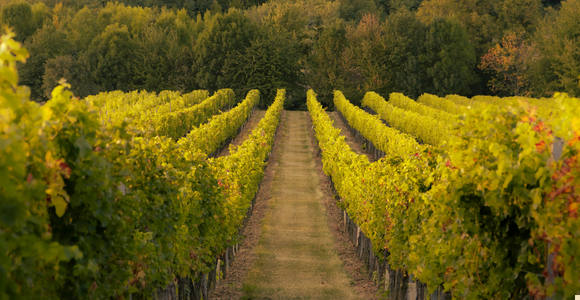 The Vineyard Parable and the Politics of Justice