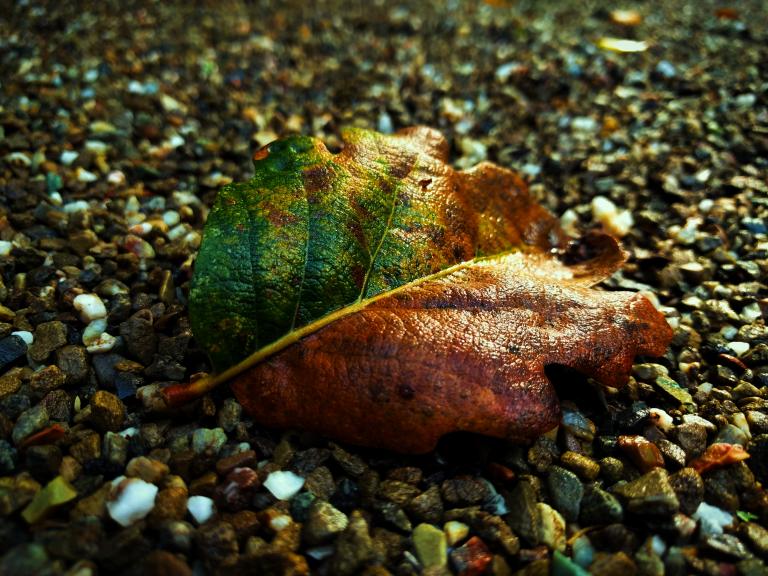 This photo of a green and brown leaf reminds us that life is a series of ups and downs