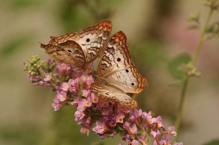 Flower with Butterfly