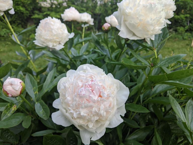 Peony