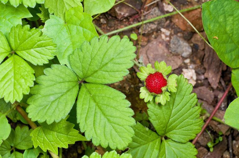 False Strawberry