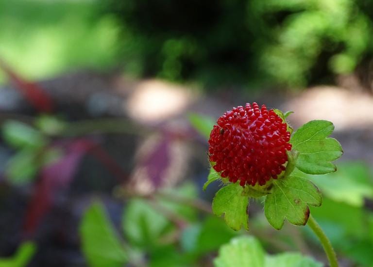 Mock Strawberry