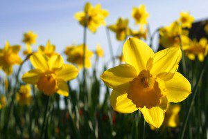 Spring daffodils by Alan Cleaver via Wikimedia Commons. CC license 2.0.