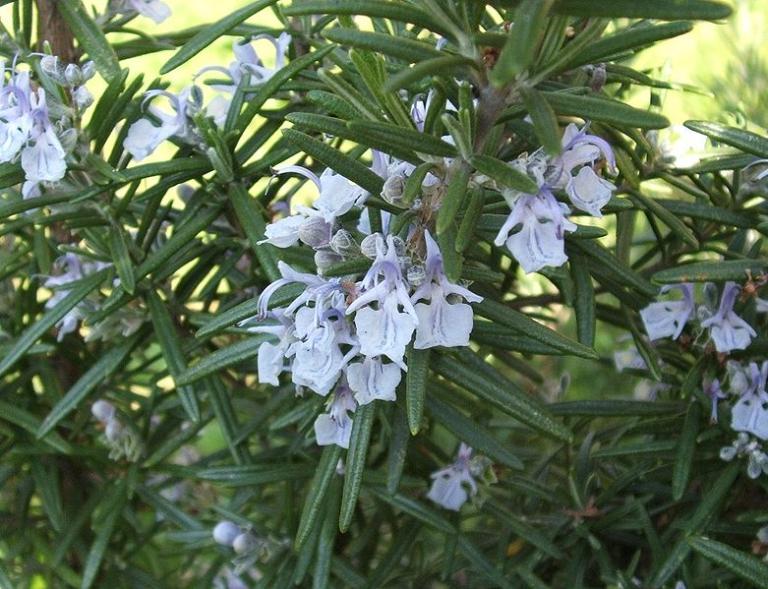 Rosmarinus officinalis (rosemary) by Luigi Chiesa. CC license 3.0.