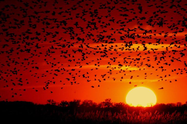 A flock of Red-winged Blackbirds (Agelaius phoeniceus) flying into the sunset. Image via Wikimedia Commons. Public domain.