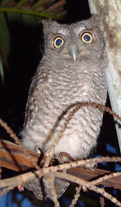 Eastern screech owl. Image by Ianare via Wikimedia Commons. Public domain. Eastern screech owl. Image by Ianare via Wikimedia Commons. Public domain.