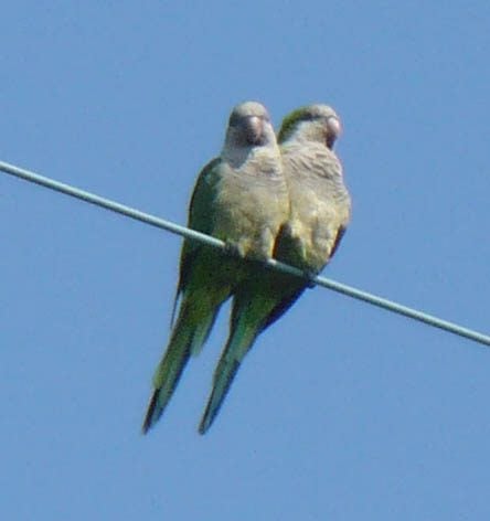 Feral Quaker parrots, aka monk parakeets. Image by Nicole Youngman. Feral Quaker parrots, aka monk parakeets. Image by Nicole Youngman.